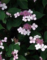 Photos Hydrangea macrophylla ssp. macrophylla
