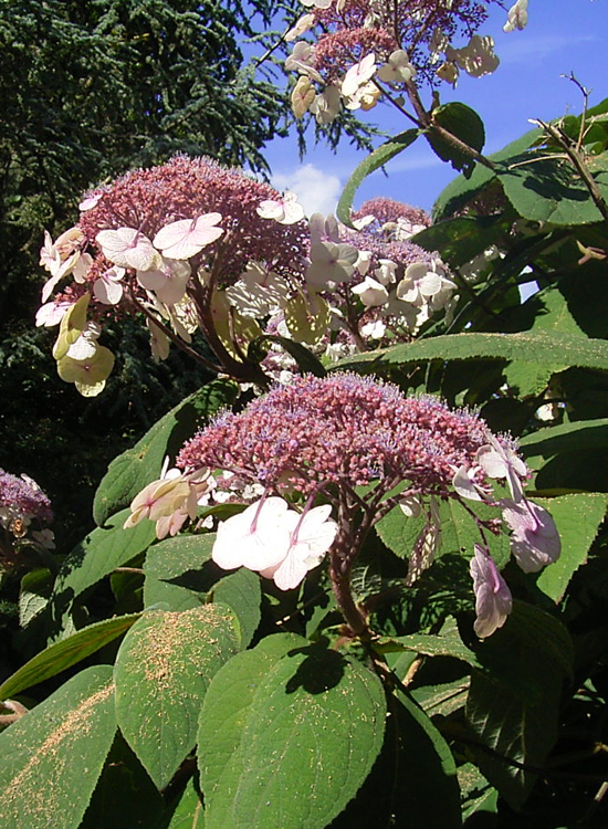 Fotos Hydrangea sargentiana - 