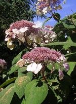 Photos Hydrangea aspera ssp. sargentiana