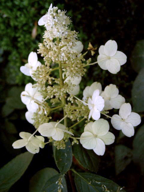 Photos Hydrangea paniculata - Panicled hydrangea