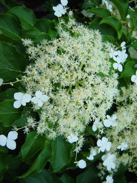 Photos Hydrangea anomala ssp. petiolaris - Wild hydrangea
