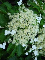 Photos Hydrangea anomala ssp. petiolaris