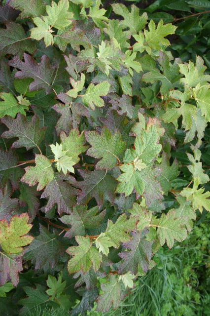 garden  Hydrangea quercifolia  Oakleaf hydrangea
