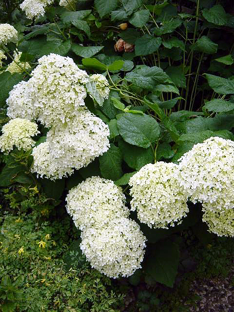 Photos Hydrangea arborescens - Wild hydrangea