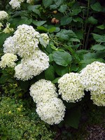 Photos Hydrangea arborescens