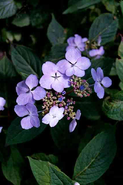 Photos Hydrangea macrophylla ssp. macrophylla - Wild hydrangea