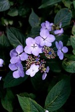 Photos Hydrangea macrophylla ssp. macrophylla