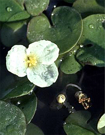 Photos Hydrocharis morsus-ranae - Common frogbit