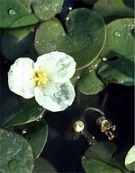 Hydrocharis morsus-ranae - Froschbi�