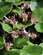 Hydrocotyle novae-zelandiae - Wasser-Nabel