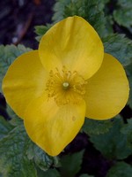 Hylomecon japonicum - Japanischer Schein-Mohn, Wald-Mohn