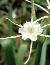 Bulbi Hymenocallis
