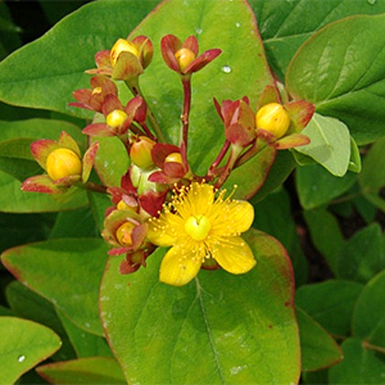Photos Hypericum androsaemum - 