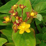 Photos Hypericum androsaemum