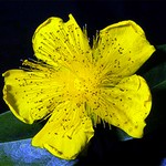 Photos Hypericum calycinum