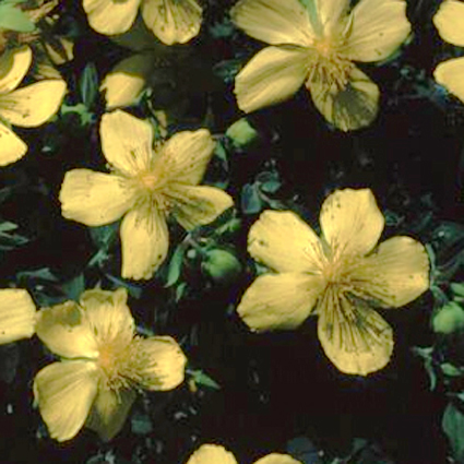 Photos Hypericum cerastoides - Aaron