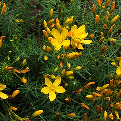Photos Hypericum coris - Aaron