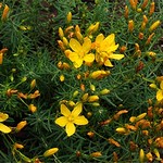Photos Hypericum coris