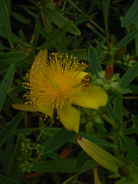 Photos Hypericum kalmianum - Aaron