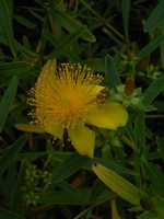 Photos Hypericum kalmianum
