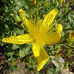 Photos Hypericum olympicum