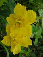 Photos Hypericum patulum