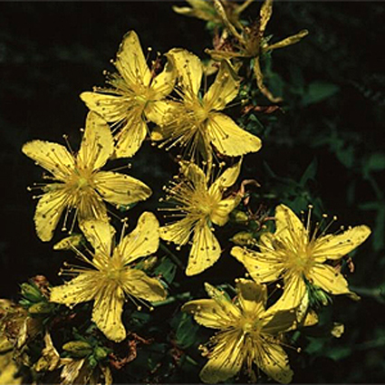 Foto Hypericum perforatum - Iperico