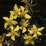 Photos Hypericum perforatum