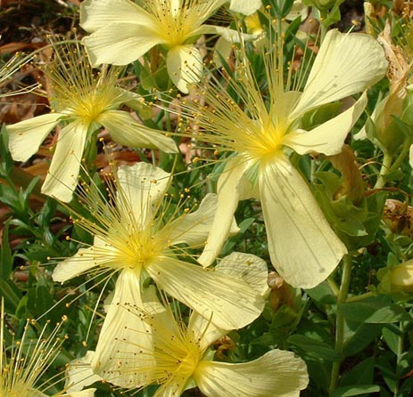 Photos Hypericum polyphyllum - Aaron