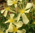 Photos Hypericum polyphyllum