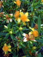 Photos Hypericum prolificum