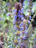 Hyssopus officinalis - Apotheker-Ysop