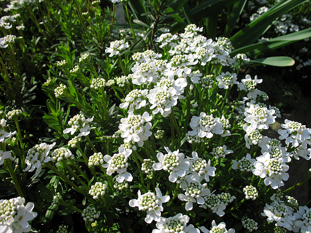 Photos Iberis sempervirens - Evergreen candytuft