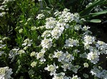 Iberis sempervirens - Immergr�ne Schleifenblume, Winterzauber