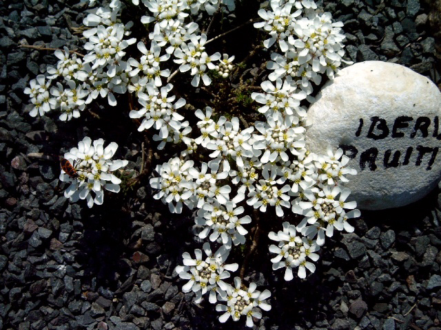 Photos Iberis pruttii - Annual candytuft