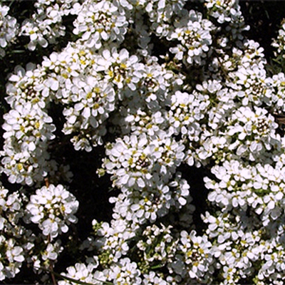 Fotos Iberis saxatilis - 