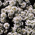 Photos Iberis saxatilis