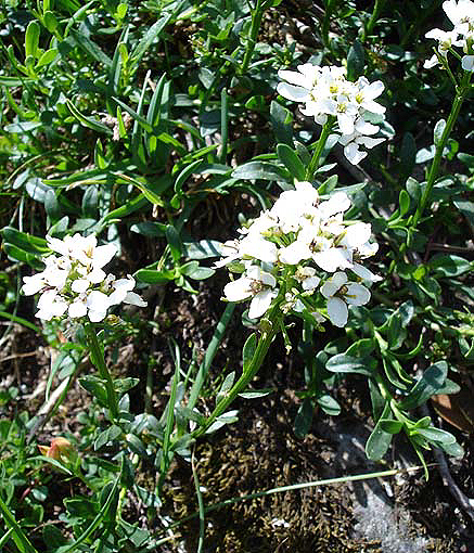 Photos Iberis sempervirens - Evergreen candytuft