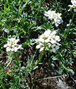 Iberis sempervirens - Immergr�ne Schleifenblume Gracilis Superba