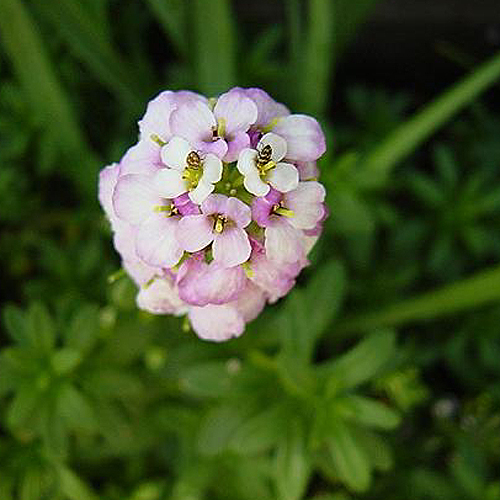 Photos Iberis sempervirens - Evergreen candytuft