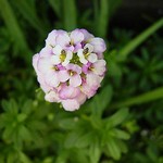 Photos Iberis sempervirens
