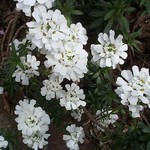 Iberis sempervirens - Immergr�ne Schleifenblume