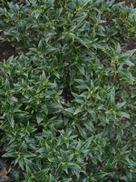 Photos Ilex aquifolium