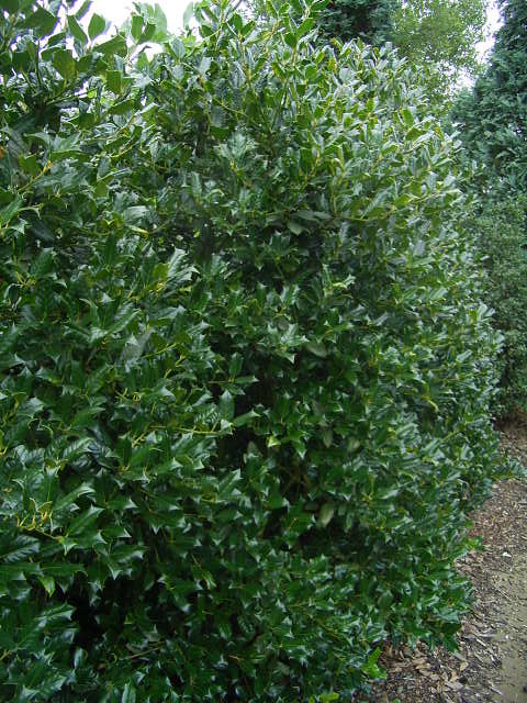 Photos Ilex aquifolium - English holly