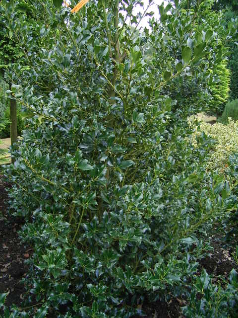 Photos Ilex aquifolium - English holly