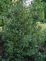 Photos Ilex aquifolium