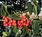Photos Ilex aquifolium