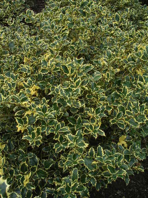 Photos Ilex aquifolium - English holly
