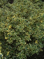Photos Ilex aquifolium