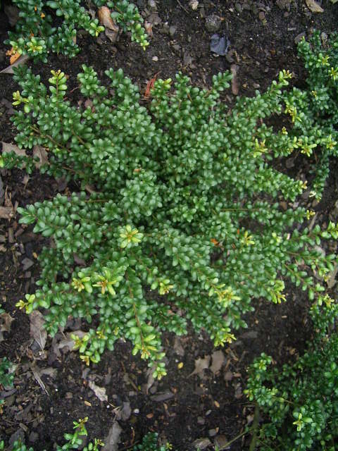 Photos Ilex crenata - Japanese holly
